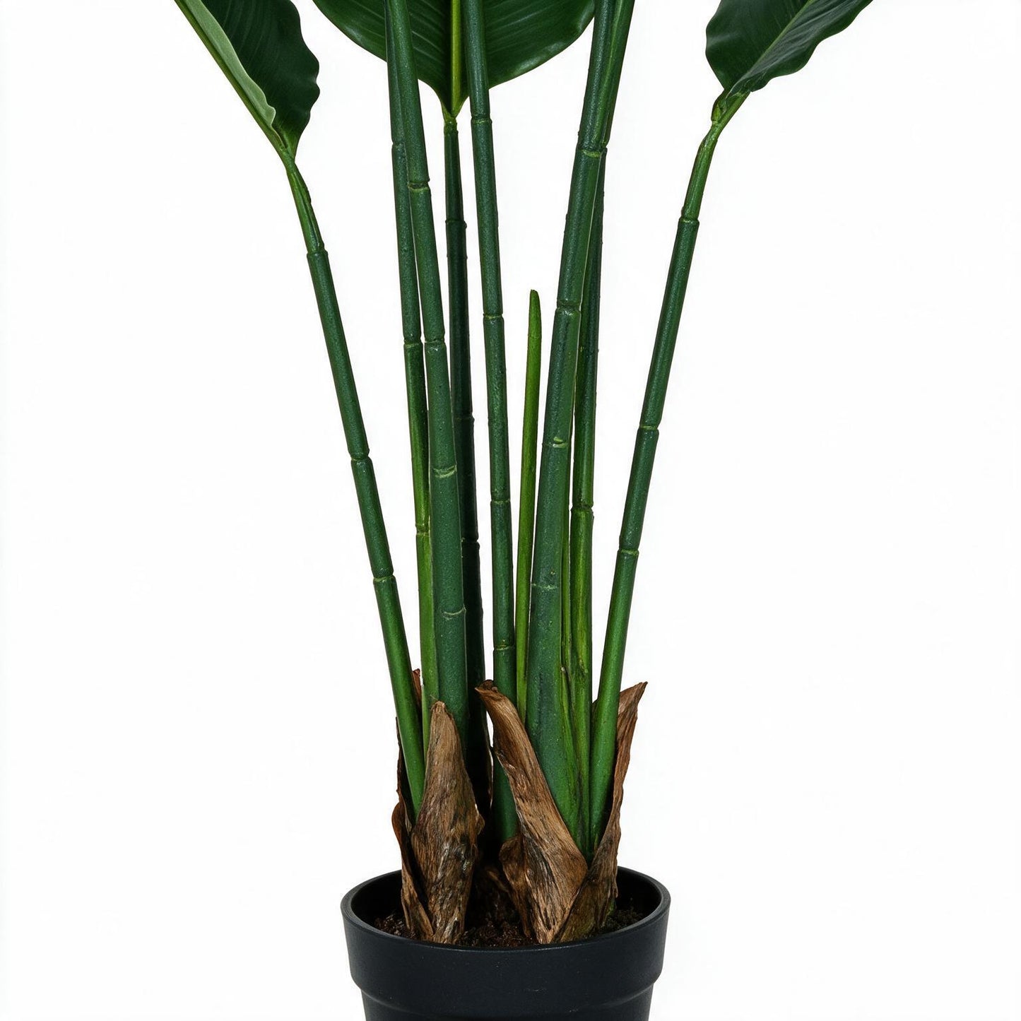 Ravenala 120 cm
