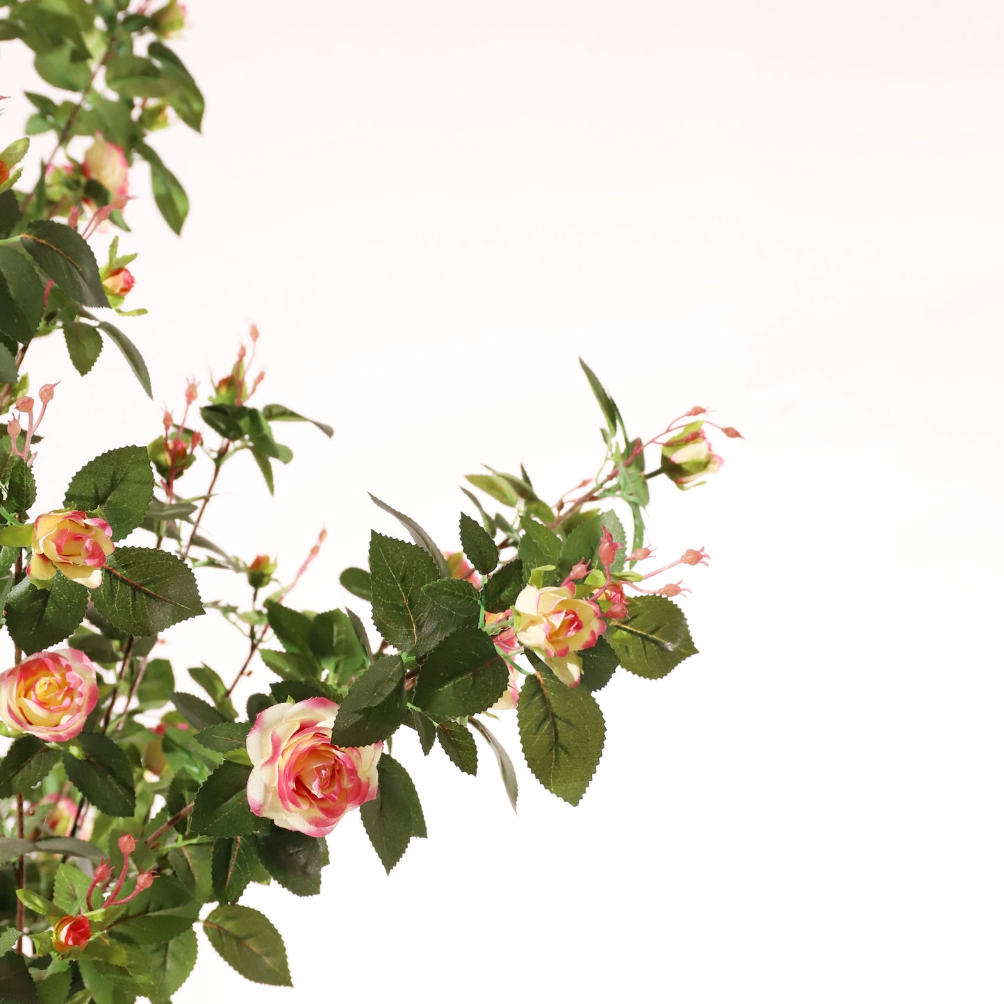 Rosal rosa 160 cm