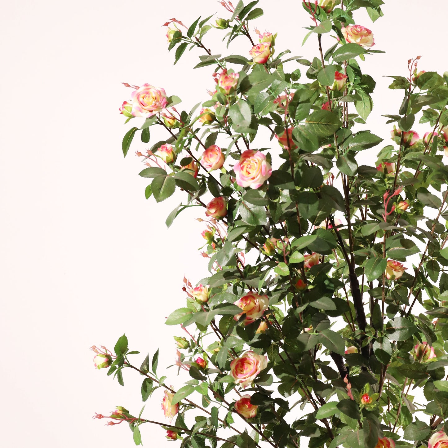 Rosal rosa 160 cm
