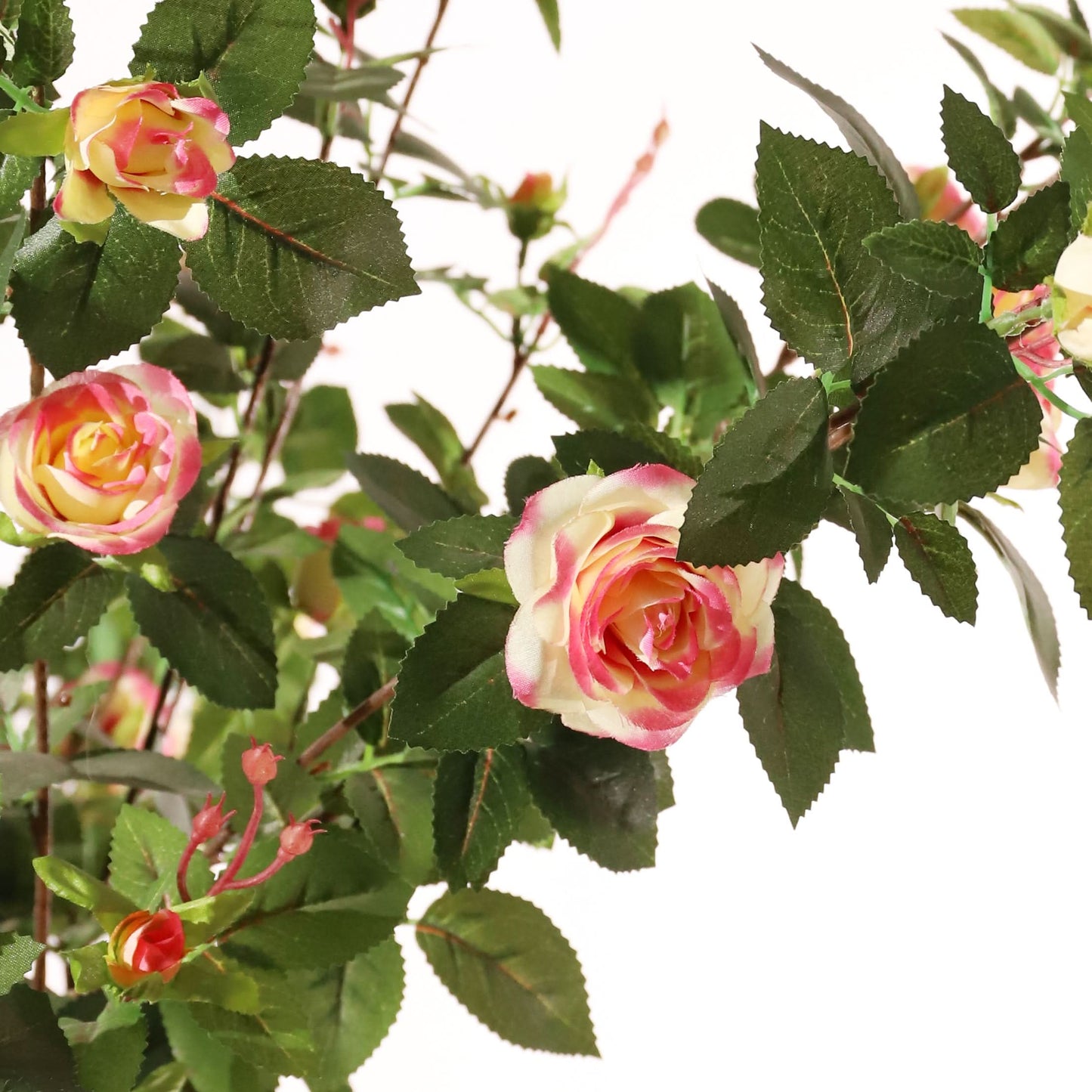 Rosal rosa 160 cm