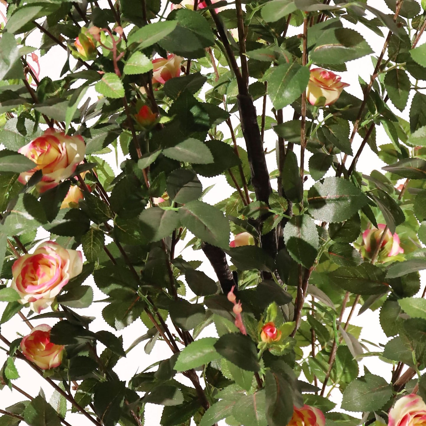 Rosal rosa 160 cm