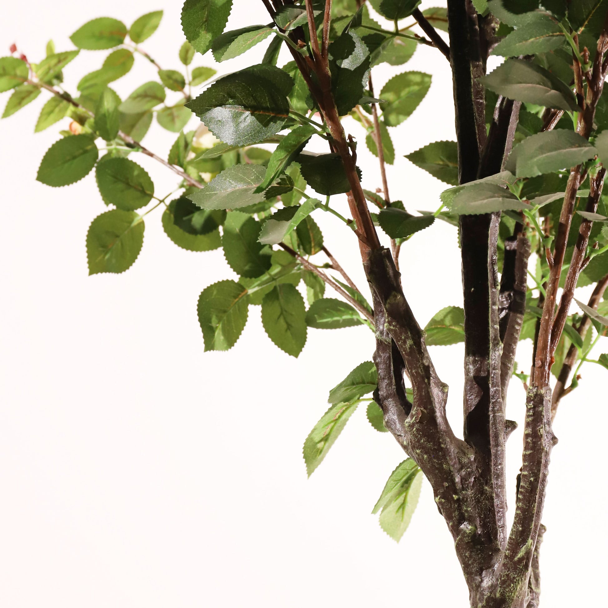 Rosal rosa claro 160 cm