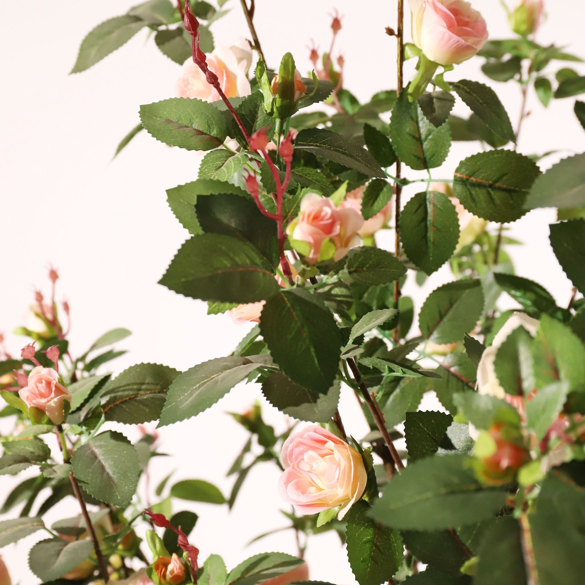 Rosal rosa claro 160 cm