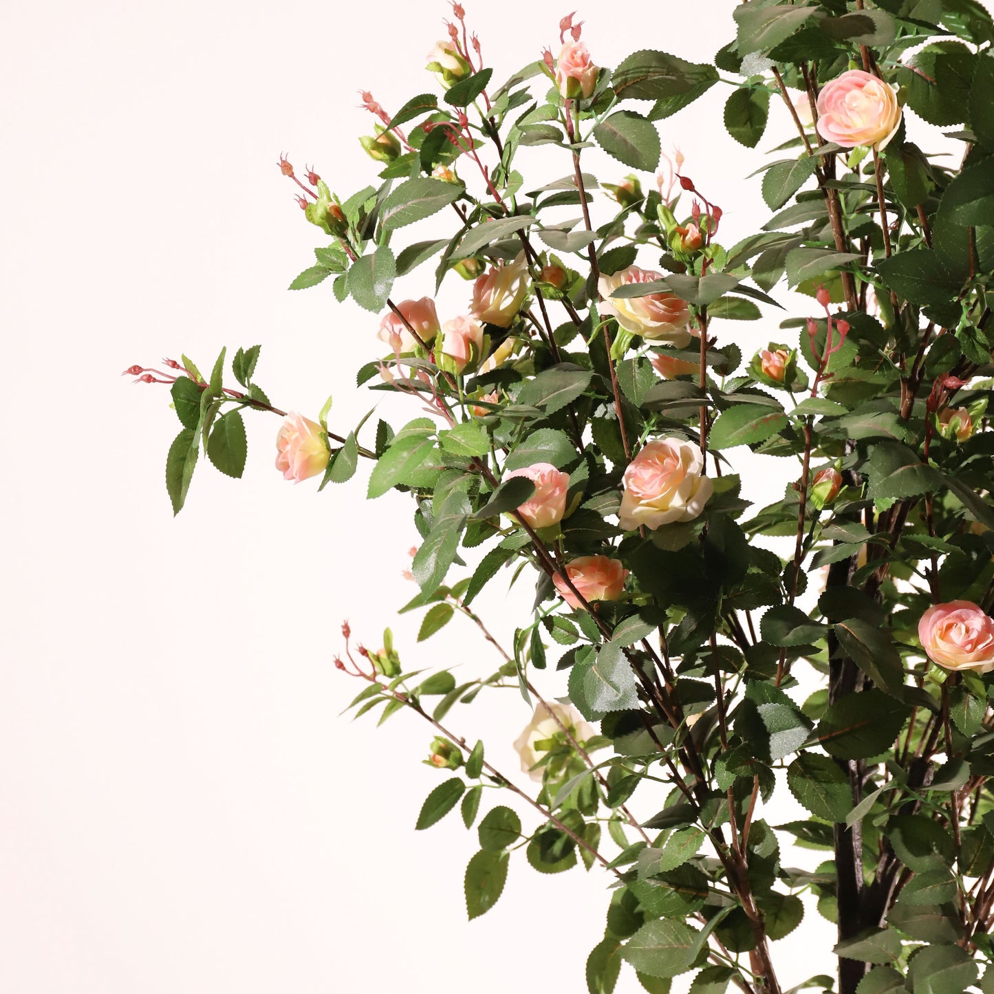 Rosal rosa claro 160 cm