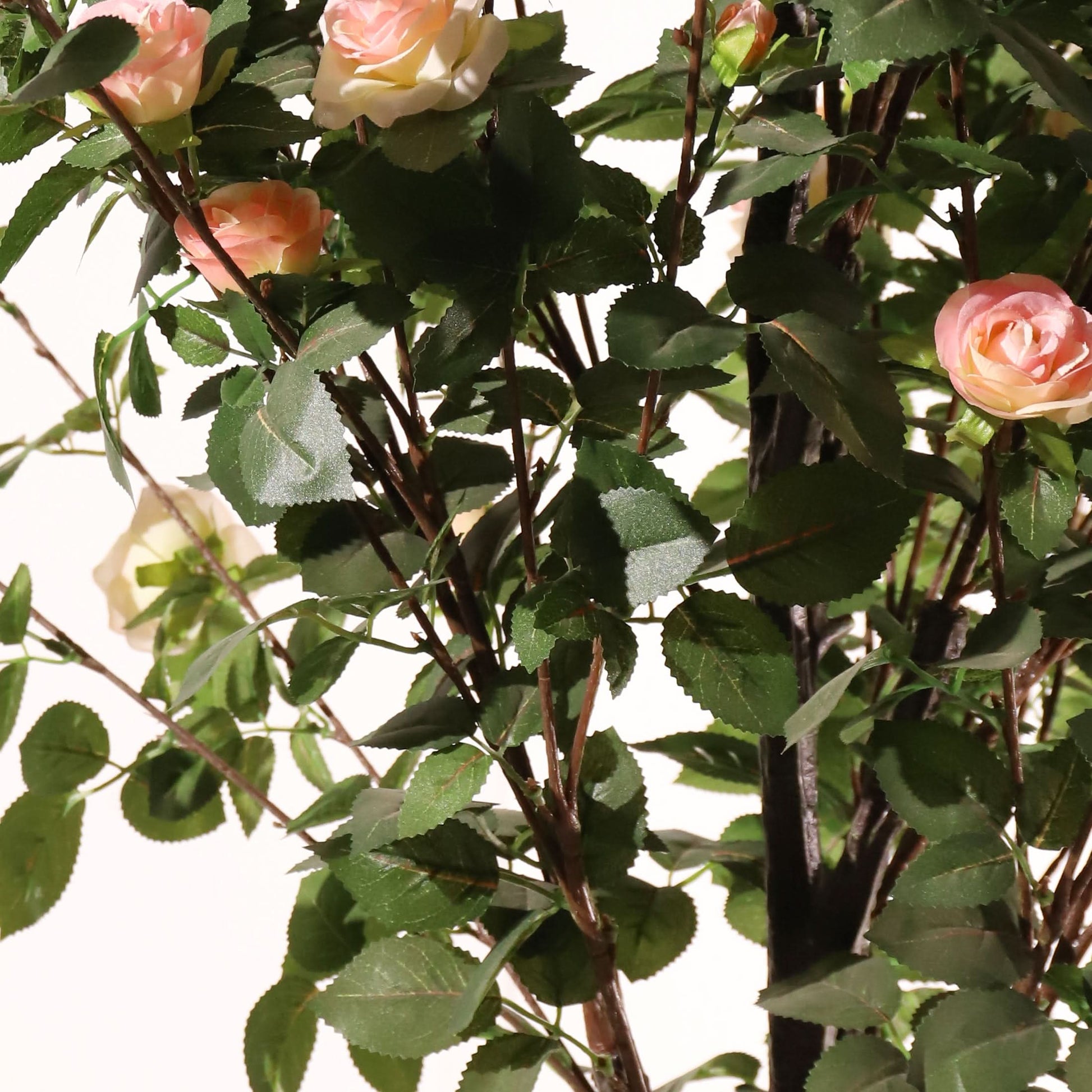 Rosal rosa claro 160 cm