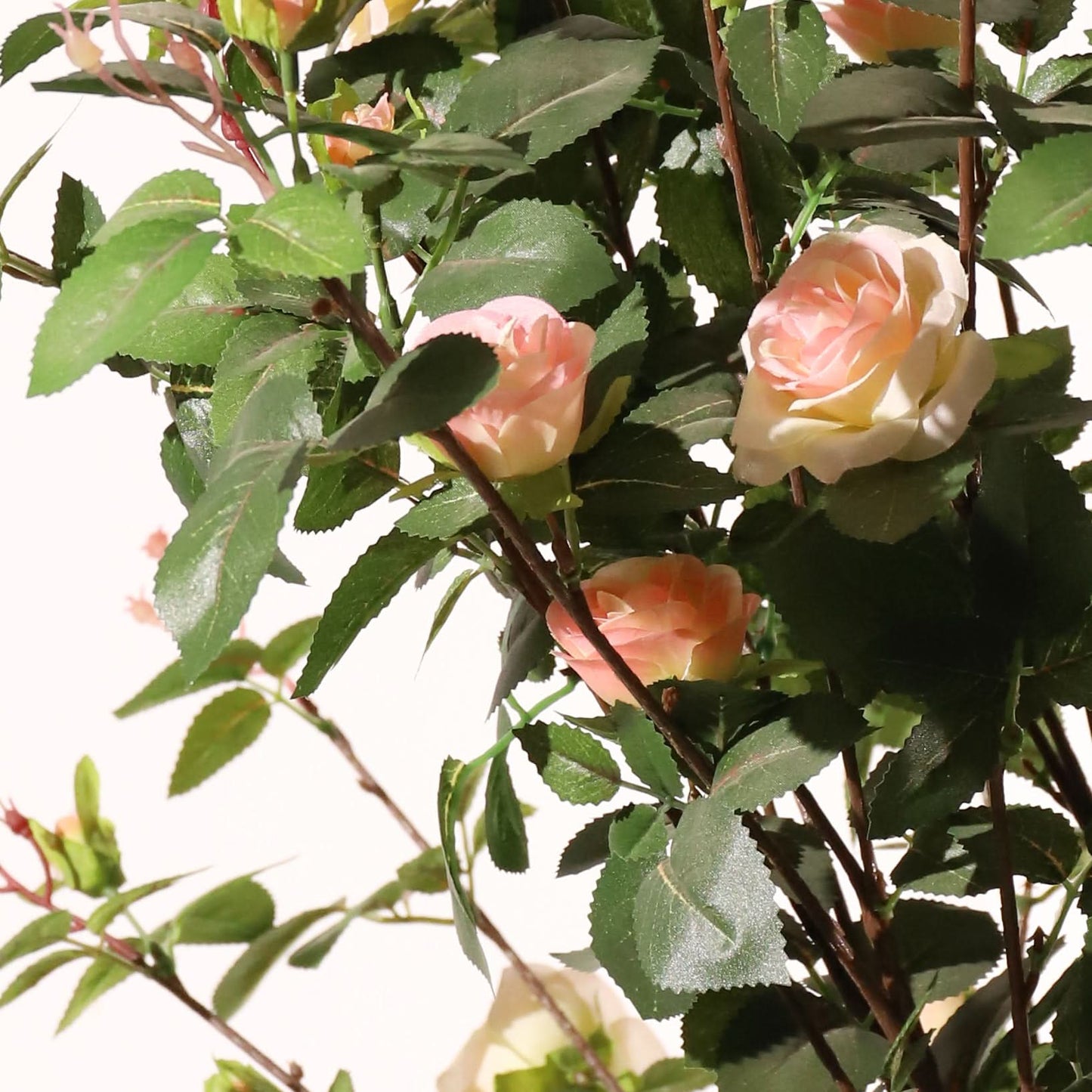 Rosal rosa claro 160 cm