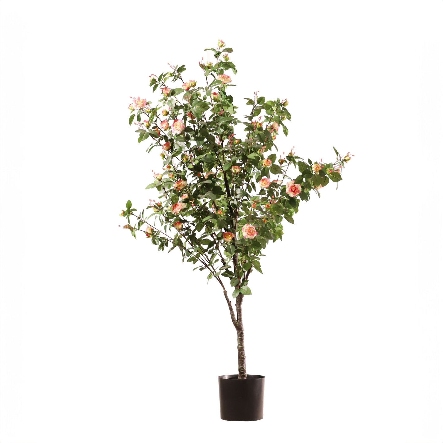 Rosal rosa 160 cm