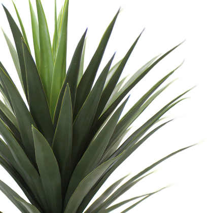 Yuca 80cm