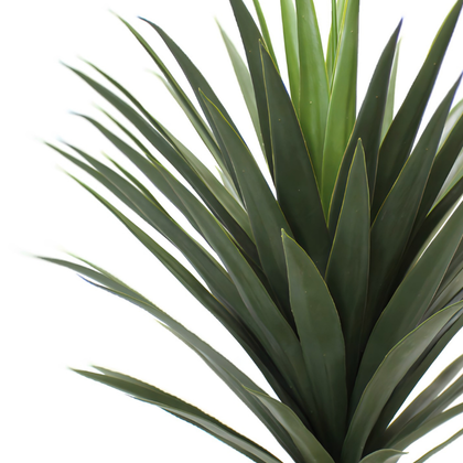 Yuca 80cm