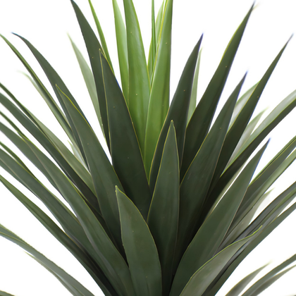 Yuca 80cm