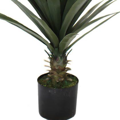 Yuca 80cm