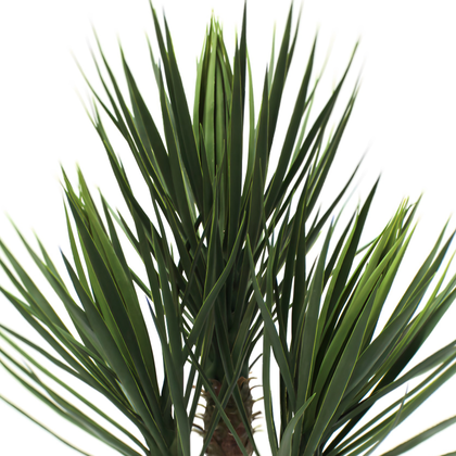 Yuca premium 80 cm
