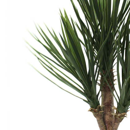 Yuca premium 80 cm