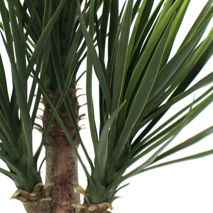 Yuca premium 80 cm