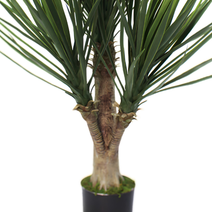 Yuca premium 80 cm