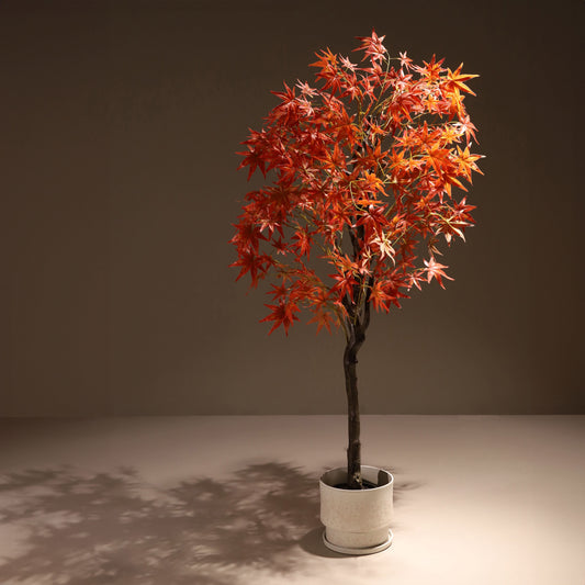 Red maple tree
