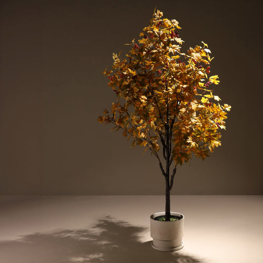 Arce amarillo 160 cm