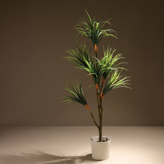 Dracena tree