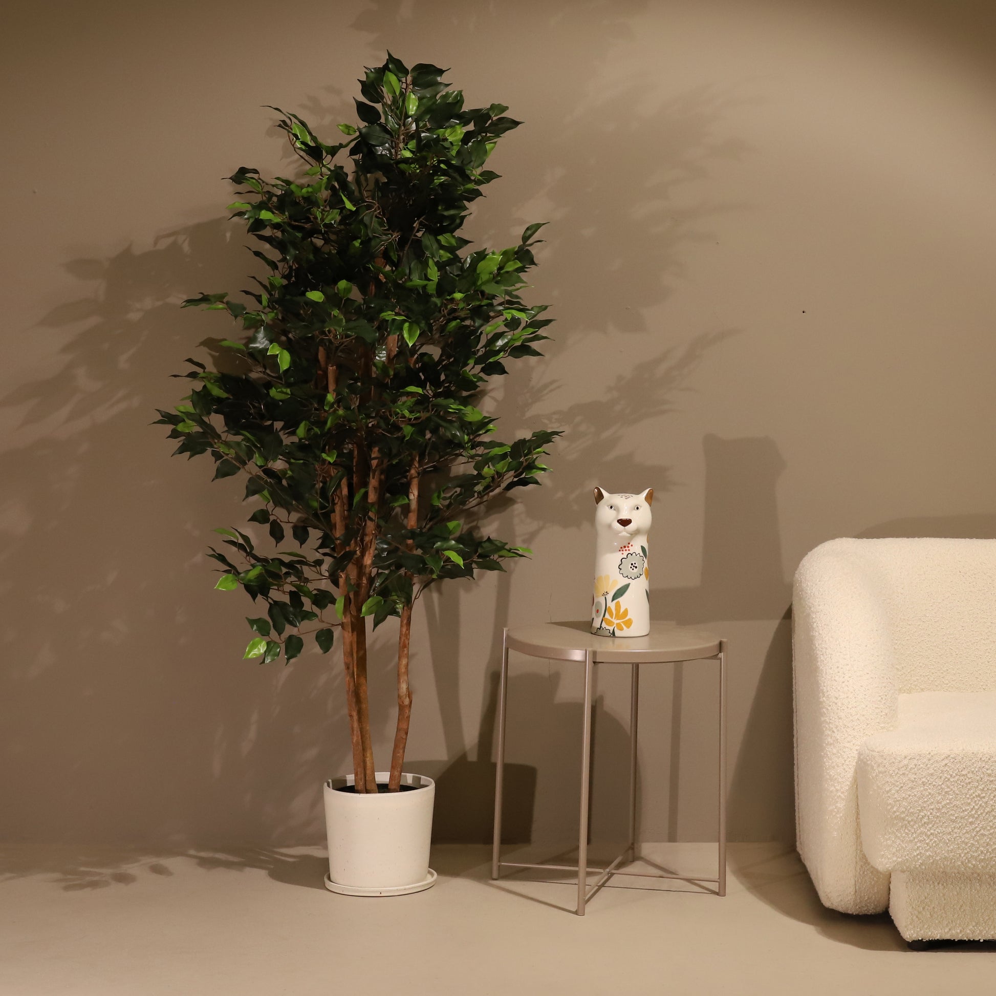 Ficus 150cm