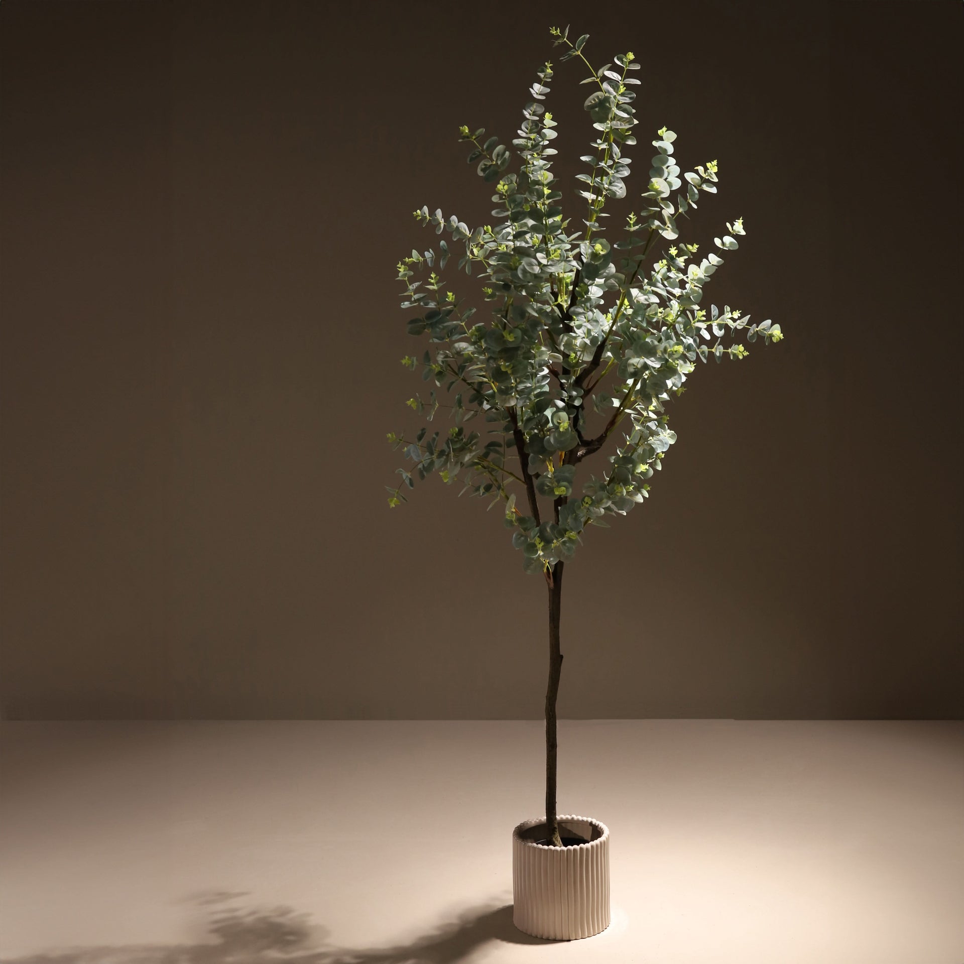 Eucalipto 180 cm – Naturing Monde, image size:1920x1920