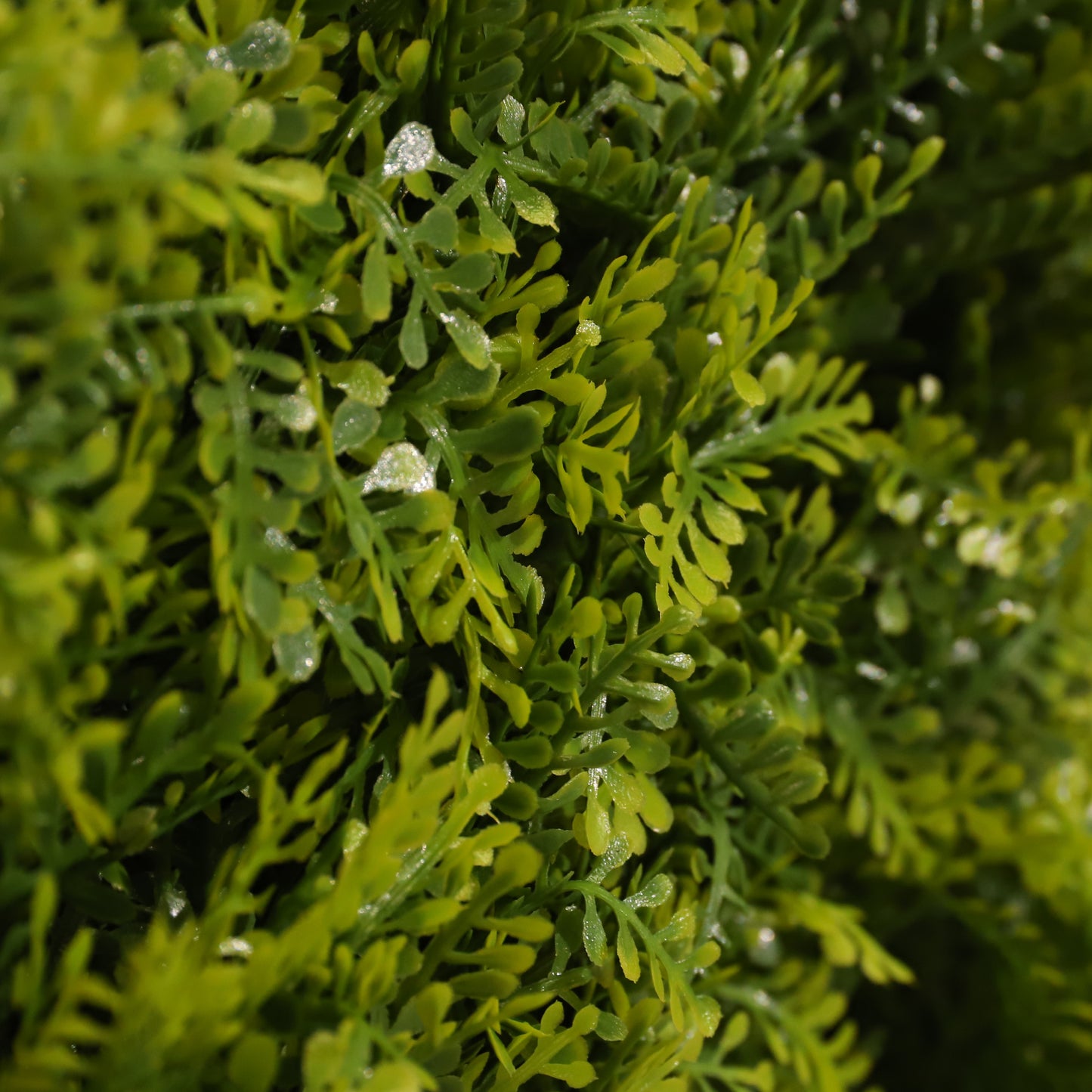 L'amour vert