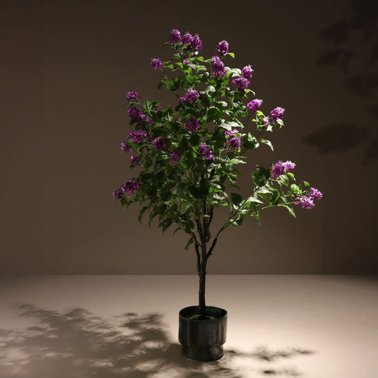 Purple paniculata hydrangea tree