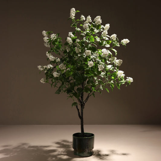 White paniculata hydrangea tree