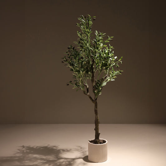 Olivo 150 cm
