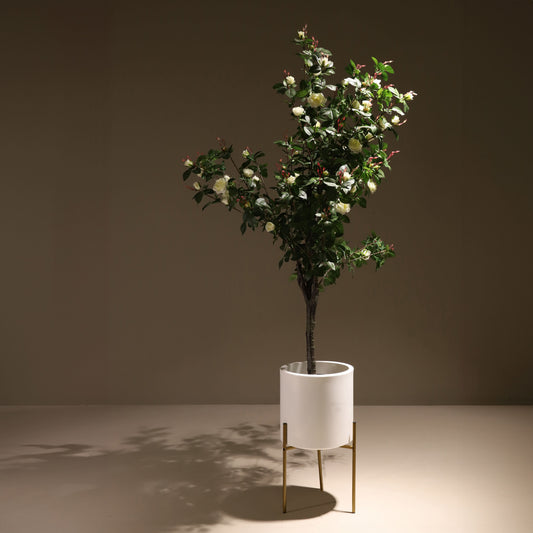 White rose tree 