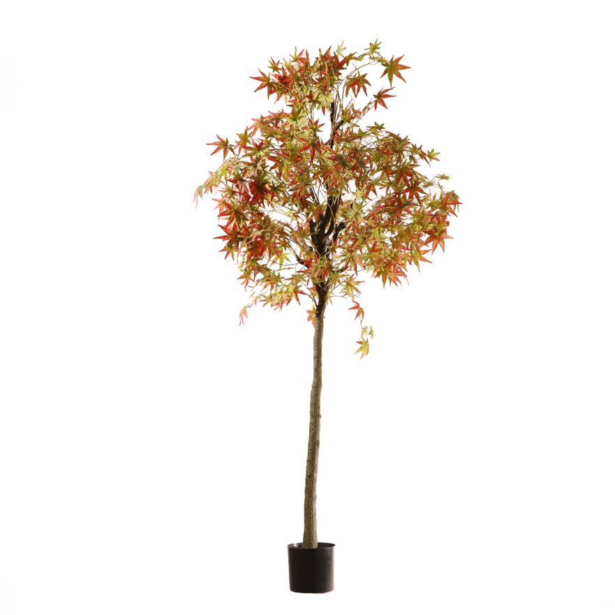 Arce verde 220 cm