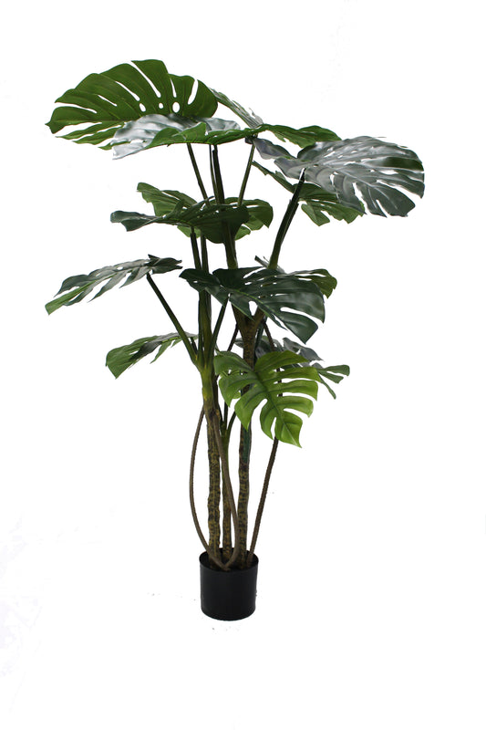Monstera 160cm