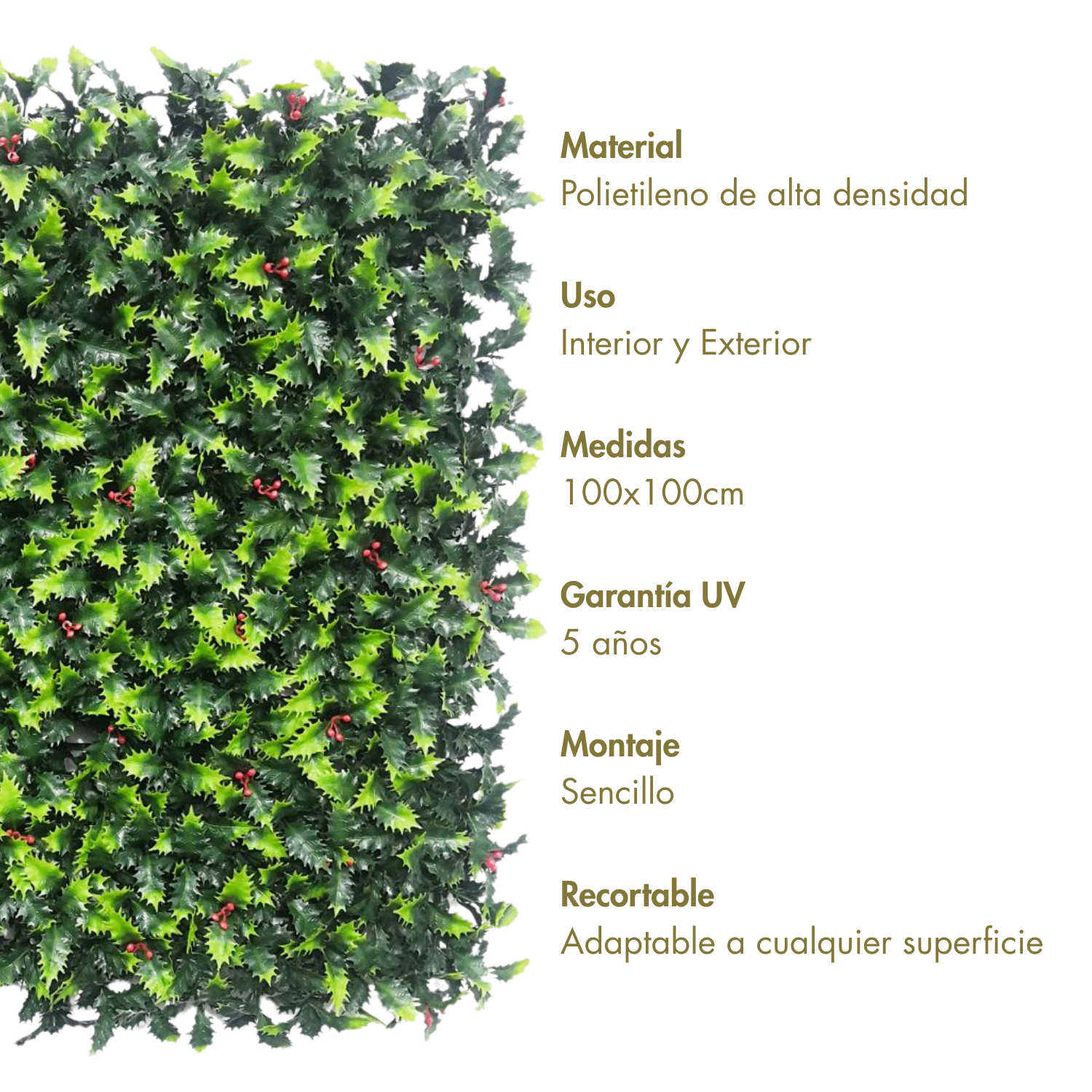Acebo