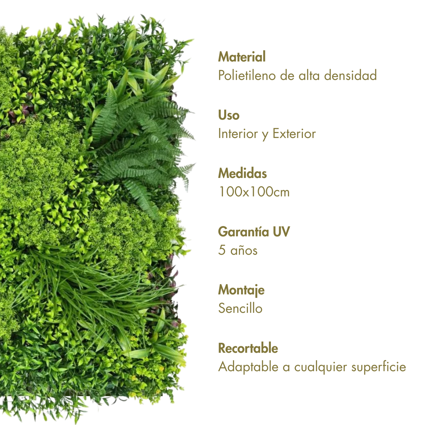 Dominio