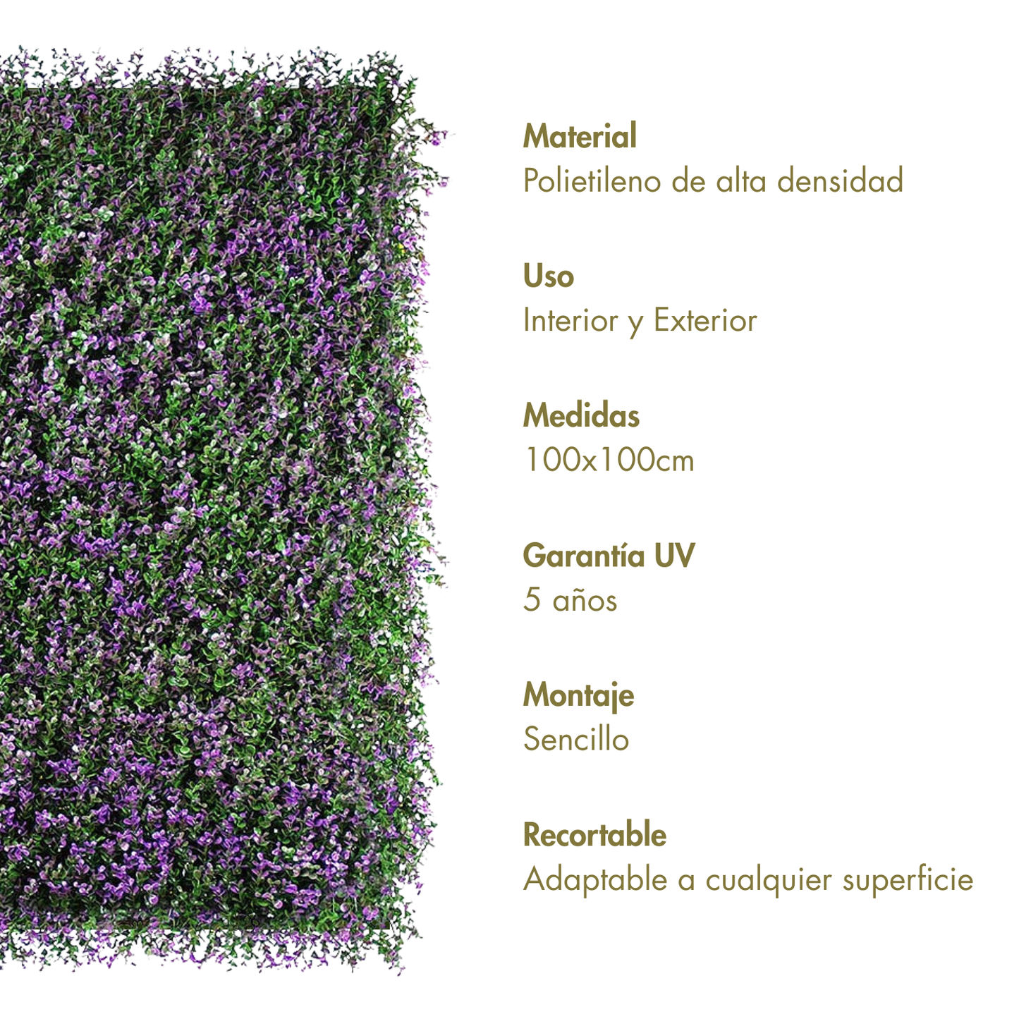 Lavanda
