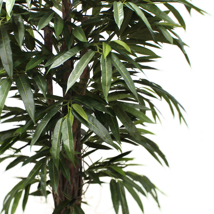 Longifolia 180 cm