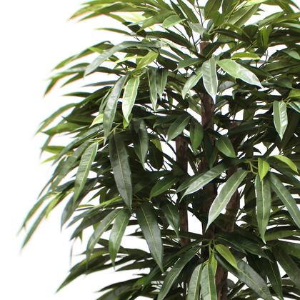 Longifolia 180 cm