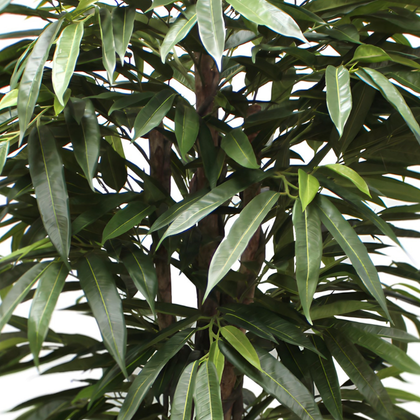 Longifolia 180 cm