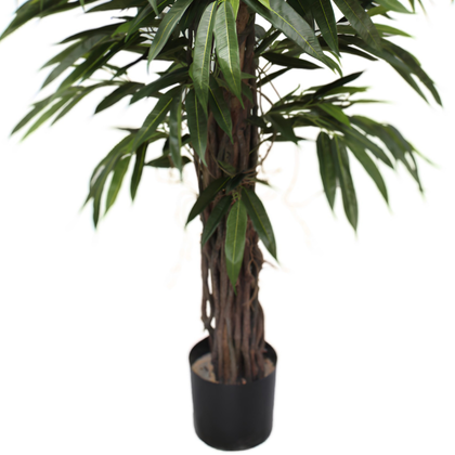 Longifolia 180 cm