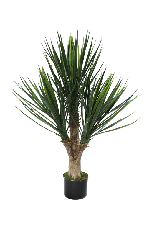 Yuca premium 80 cm