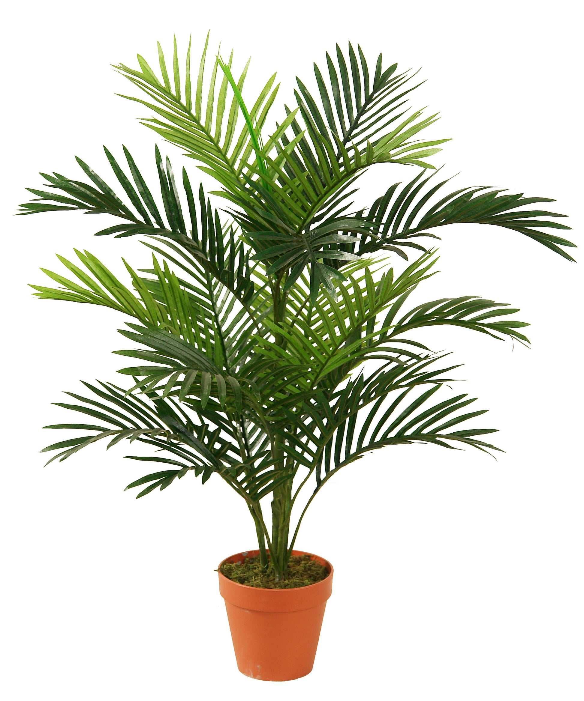 Palmera 85cm