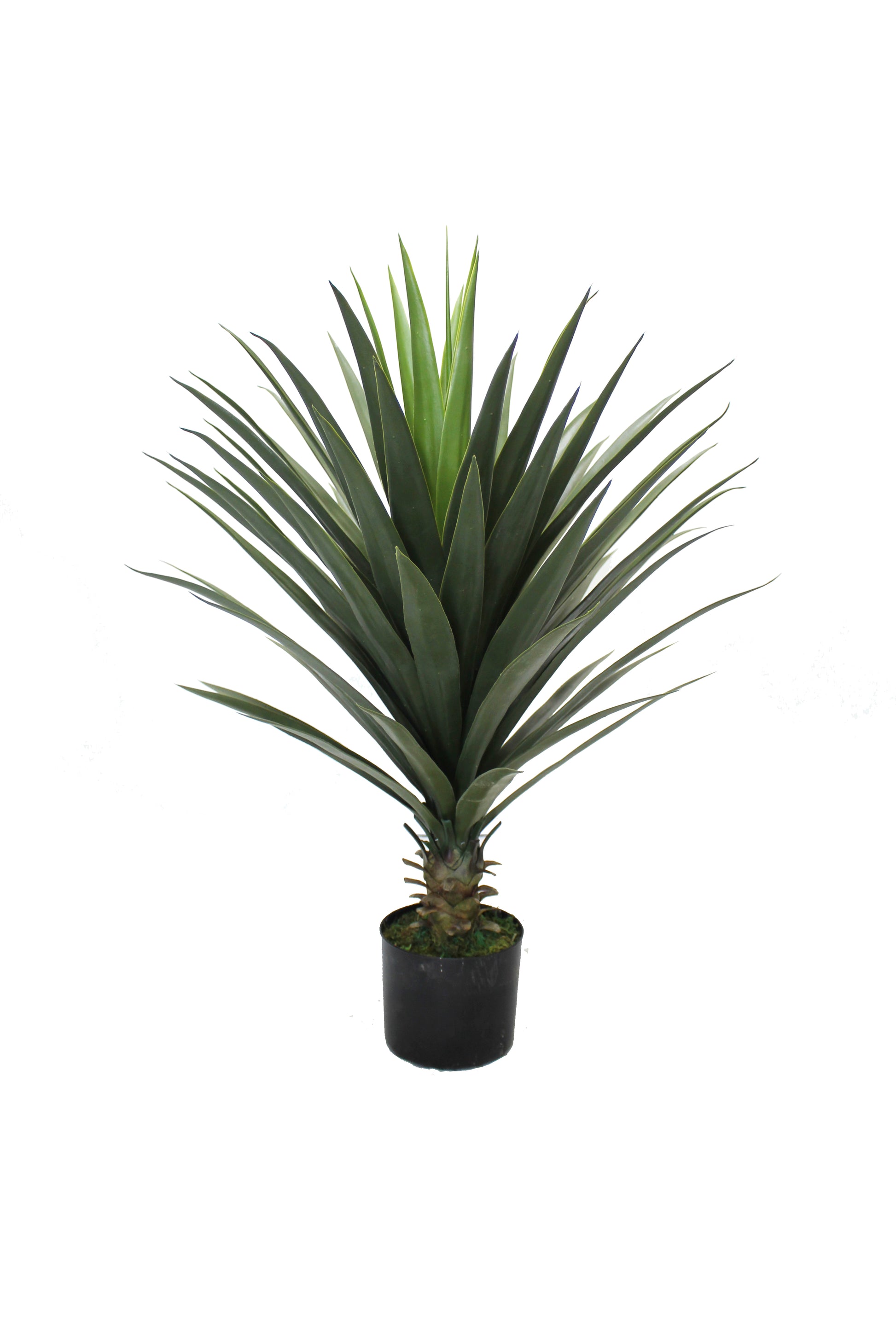 Yuca 80cm