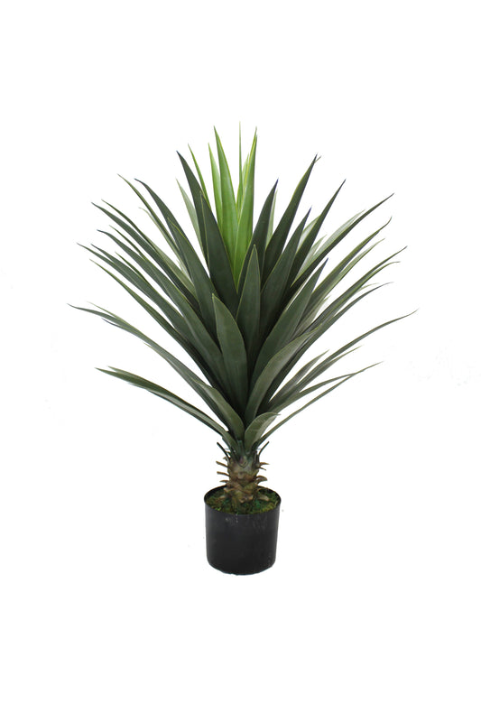 Yuca 80cm
