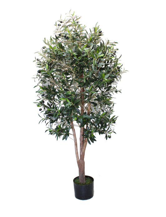 Olivo Mediterráneo 150cm