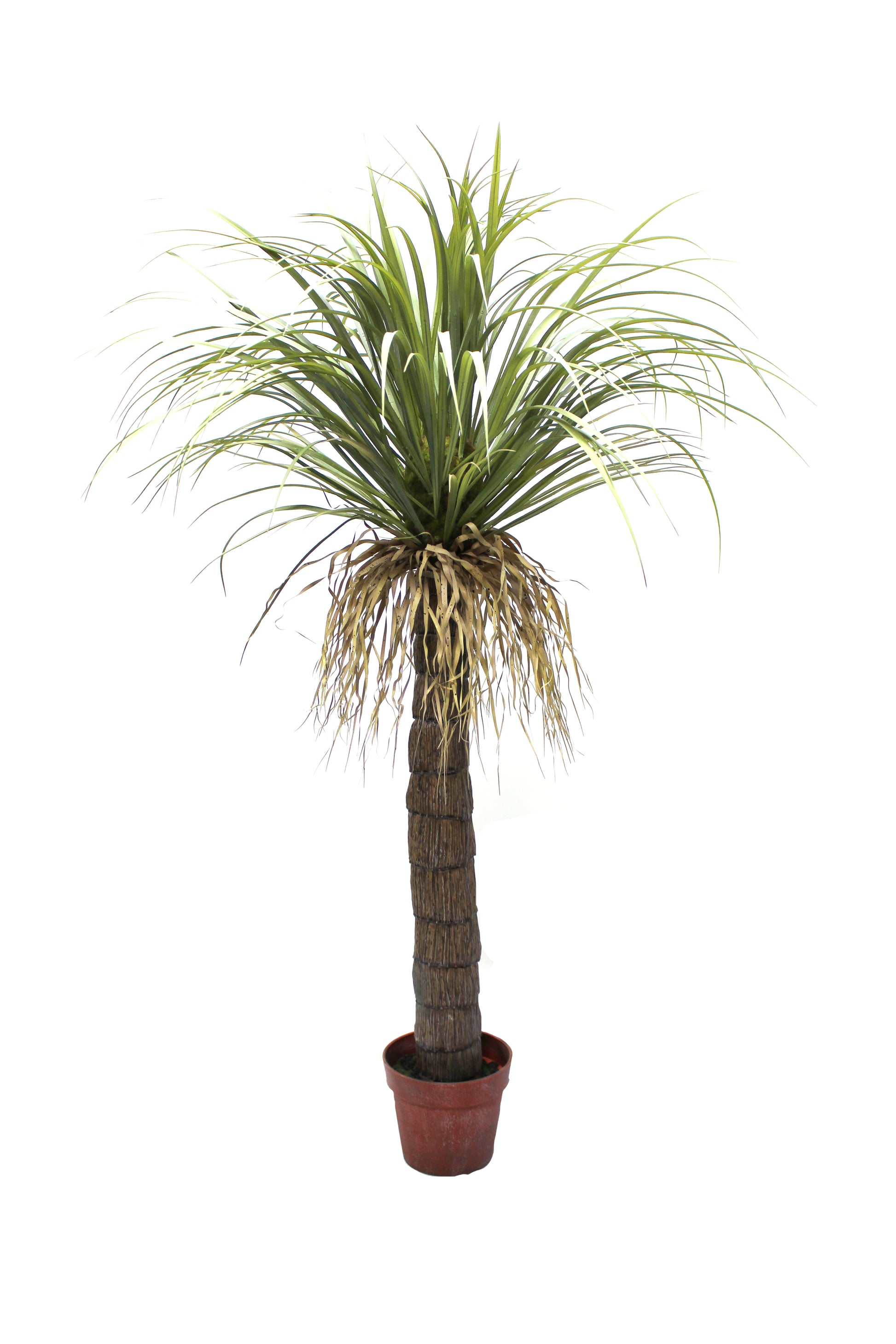 Drácena tropical 150 cm