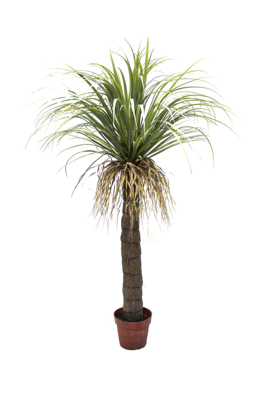 Drácena tropical 150 cm