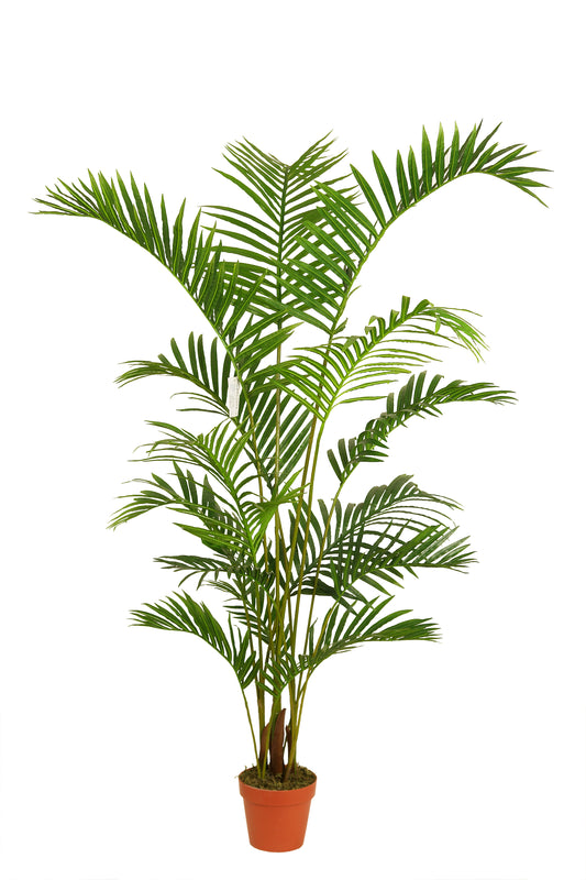 Palmera Areca 180cm
