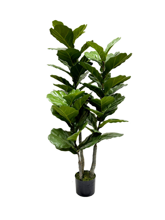 Ficus lyrata 135 cm
