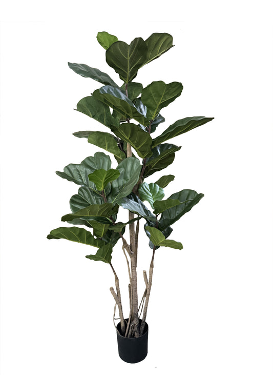 Ficus lyrata 180cm