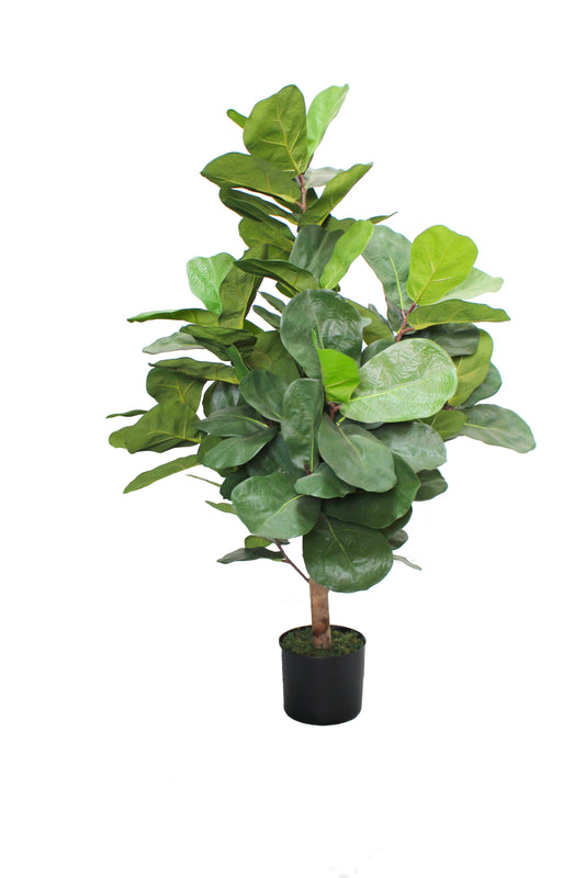 Ficus lyrata 100cm