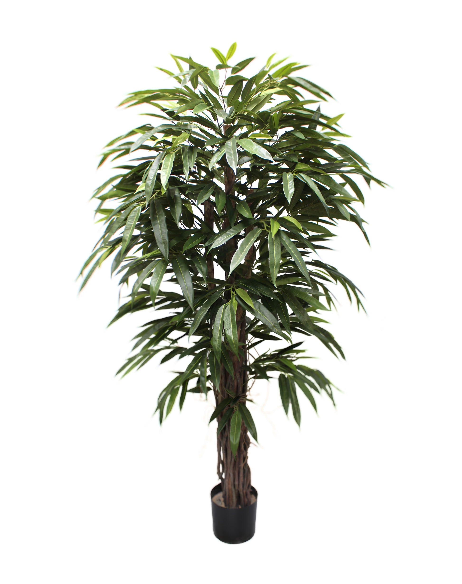 Longifolia 180 cm